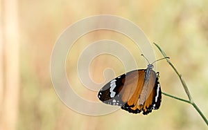 Orange and black butterfly.