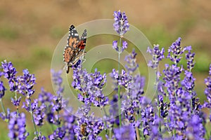 Orange and Black butterfly called VANESSA CARDUI or Painted Lady