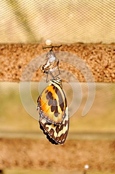 Orange and black butterfly on a cocoon in Mindo, Ecuador