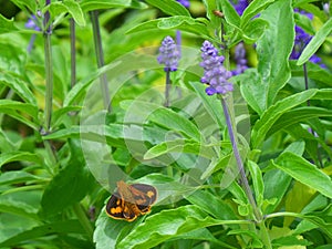 Orange and black butterfly on the green leaf of Lavender plant