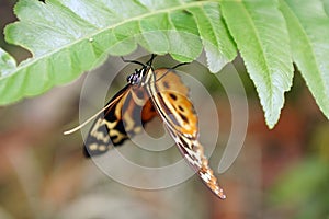 Orange and black butterfly in Mindo, Ecuador