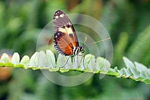 Orange and black butterfly in Mindo, Ecuador