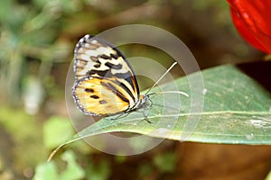 Orange and black butterfly in Mindo, Ecuador