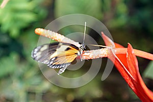 Orange and black butterfly in Mindo, Ecuador