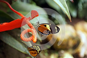 Orange and black butterfly in Mindo, Ecuador