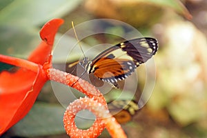 Orange and black butterfly in Mindo, Ecuador