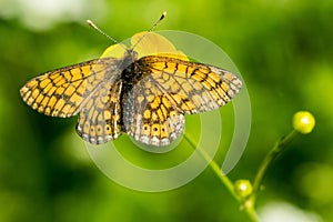 Naranja a negro mariposa en naturaleza 