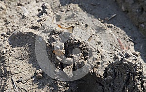 Orange and Black Butterfly