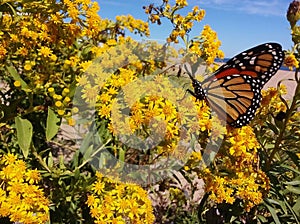 An orange and black butterfly rests on a flurry of golden flowers