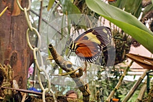 Orange and black butterfly in Mindo, Ecuador