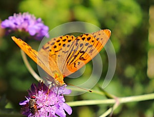 Butterfly and fly sharing a flower