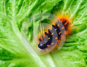 An orange-black colored caterpillar on a lettuce leaf.