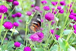 Orange and black dotted wings in meadow park, Leopard Lacewing butterfly on purple amaranth flower.