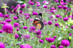 Orange and black dotted wings in meadow park, Leopard Lacewing butterfly on purple amaranth flower.