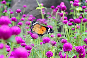 Orange and black dotted wings in meadow park, Leopard Lacewing butterfly on purple amaranth flower.