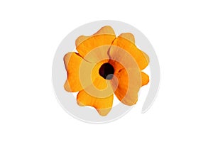 Orange black-eyed Susan blossom