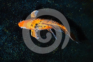 Orange and Black Koi Fish