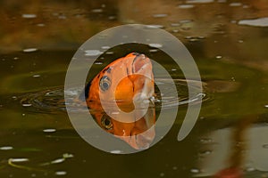 Orange and black koi fish, Cyprinus carpio close up on the head