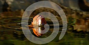 Orange and black koi fish, Cyprinus carpio close up on the head