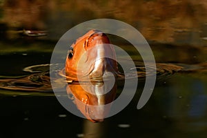 Orange and black koi fish,  Cyprinus carpio close up on the head