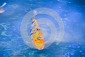 Orange And Black Koi Karper