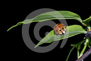 Orange and black lady bug on green leaf.