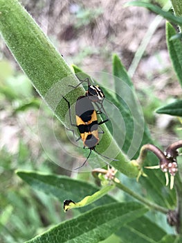 Orange and Black Large Milkweed Bugs - Oncopeltus fasciatus - Morgan County Alabama