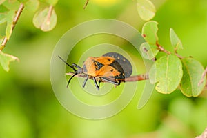 Orange and Black Milkweed Bug