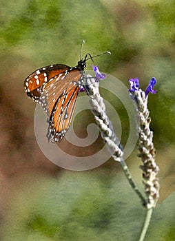 Monarch butterfly purple flower