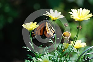 An orange and black monarch butterfly sitting on stem of yellow flower.