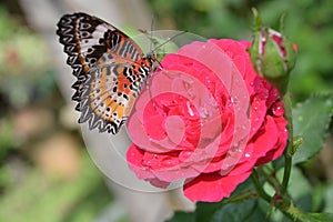 Orange and black pattern on wing of butterfly on pink rose flower with water dew drop on petal