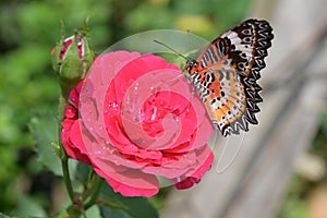 Orange and black pattern on wing of butterfly on pink rose flower with water dew drop on petal