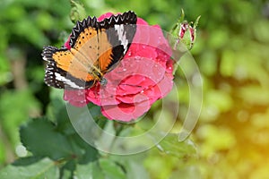 Orange and black pattern on wing of butterfly on pink rose flower with water dew drop on petal in morning