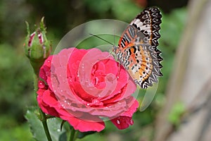 Orange and black pattern on wing of butterfly on pink rose flower with water dew drop on petal in morning