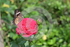 Orange and black pattern on wing of butterfly on pink rose flower with water dew drop on petal in morning