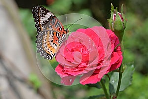 Orange and black pattern on wing of butterfly on pink rose flower with water dew drop on petal in morning