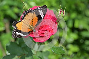 Orange and black pattern on wing of butterfly on pink rose flower with water dew drop on petal