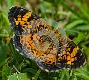 Orange and Black Pearl Crescent Butterfly on grass