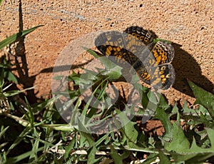 Orange and Black Pearl Crescent Butterfly on a house