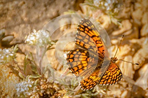 Orange and Black Pearl Crescent Butterfly Phyciodes tharos