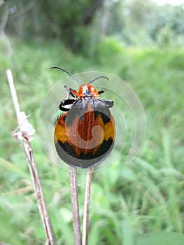 Orange-black ribbed beetle on dry grass in Swaziland