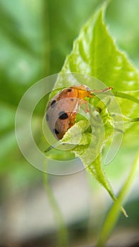 Orange And Black Spotted Lady Bug On Green Leaf,  Eating Other Insects.