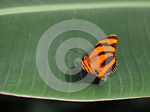 Orange with black stripes butterfly sitting on the green leaf