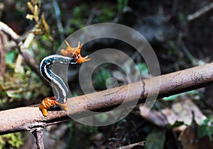 Orange and black stripped spine caterpillar, Amazon jungle