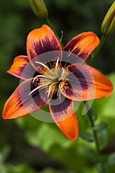 Orange-black Tiger Lily. Bright summer flower in the garden, background