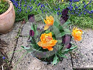 Orange and black tulips