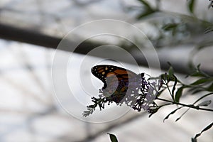 An orange, black and white backlit on a purple flower