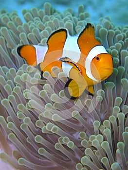 Orange Black and white stripe clown fish