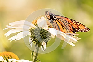 Orange and black wings of a monarch butterfly