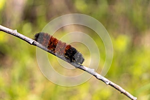 Orange black woolly bear caterpillar crawling over tree branch - green leaf blurred background